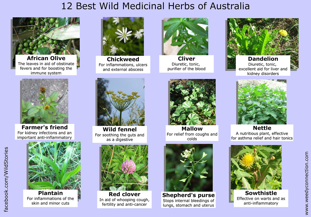 Essential Tips for ​Designing and ‍Organizing Your ‍Medicinal Plant Garden
