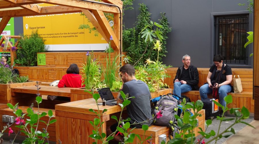 Comment faire pour créer un jardin de plantes médicinales pour améliorer votre bien-être ?